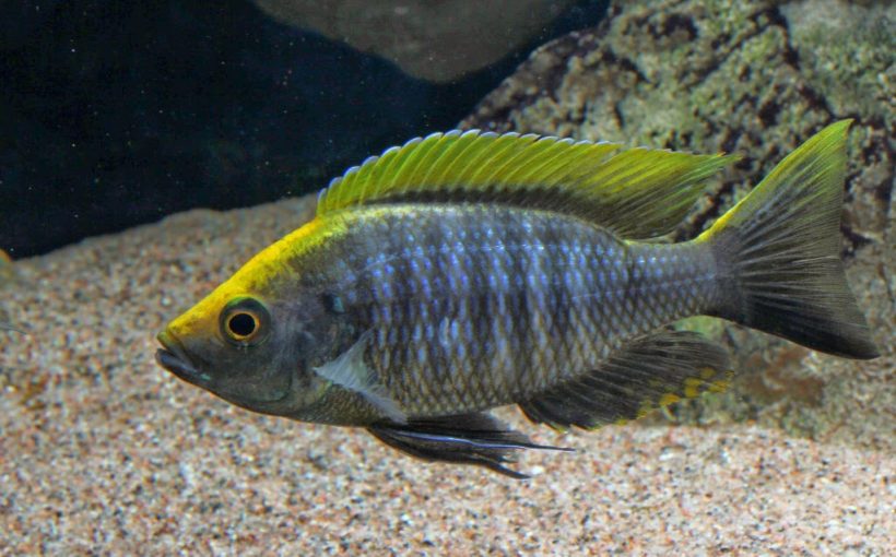 Copadichromis sp. "Virginalis Gold"