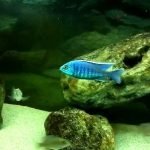 Copadichromis sp. ''Mloto Fluorescent''