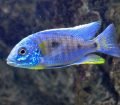 Copadichromis Verduyni