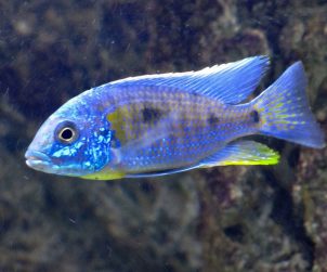 Copadichromis Verduyni