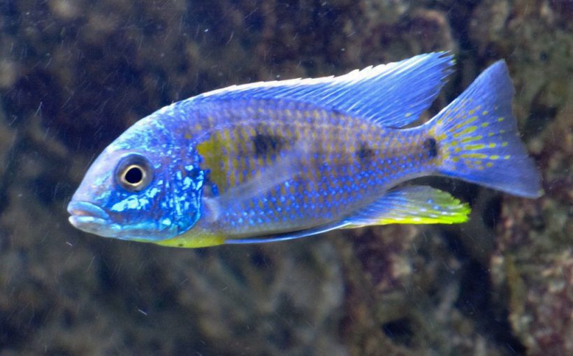 Copadichromis Verduyni