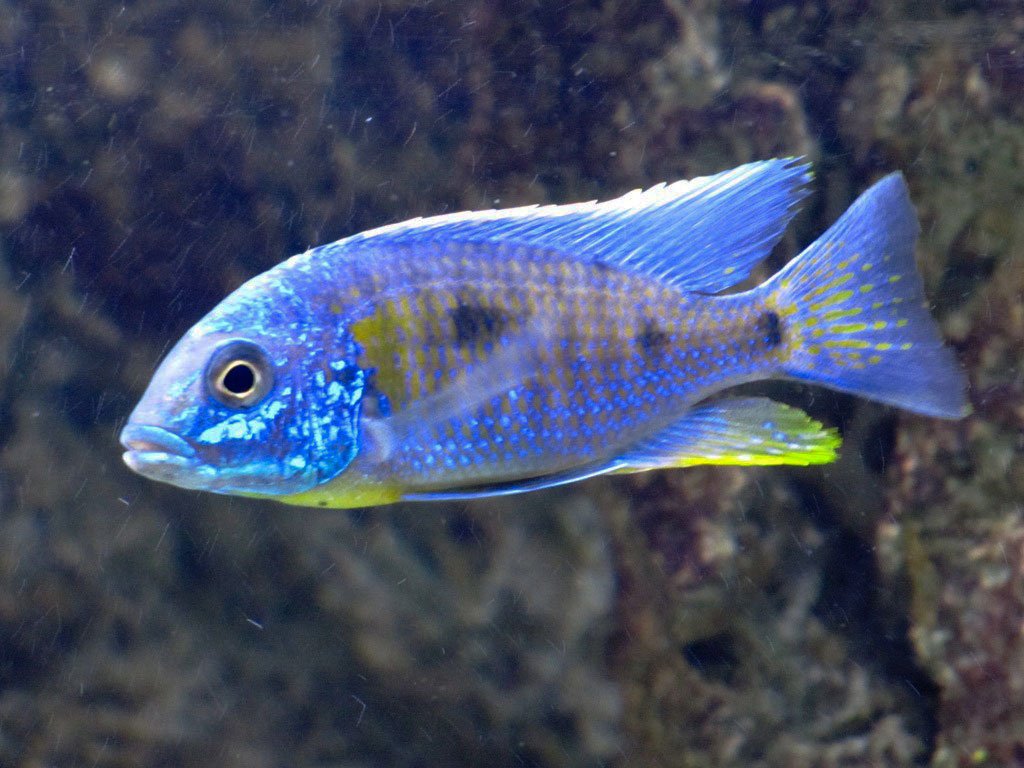 Copadichromis Verduyni