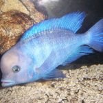 Cyrtocara Moorii (Yunus Cichlid)