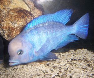 Cyrtocara Moorii (Yunus Cichlid)