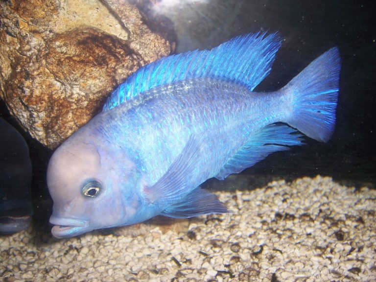 Cyrtocara Moorii (Yunus Cichlid)
