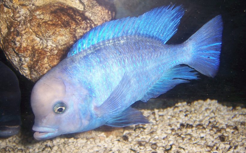 Cyrtocara Moorii (Yunus Cichlid)