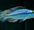 Dimidiochromis Compressiceps (Yaprak Cichlid)