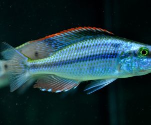Dimidiochromis Compressiceps (Yaprak Cichlid)