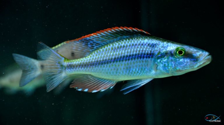 Dimidiochromis Compressiceps (Yaprak Cichlid)