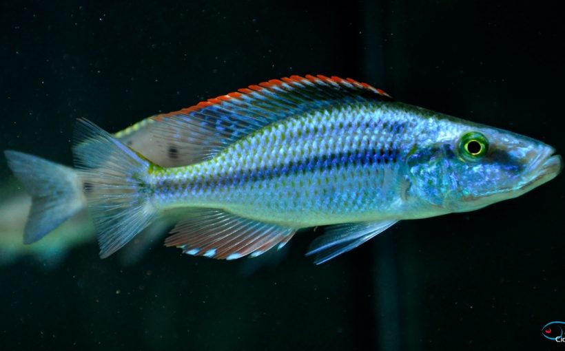 Dimidiochromis Compressiceps (Yaprak Cichlid)