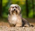 Havanese