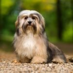 Havanese