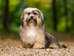 Havanese