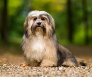 Havanese