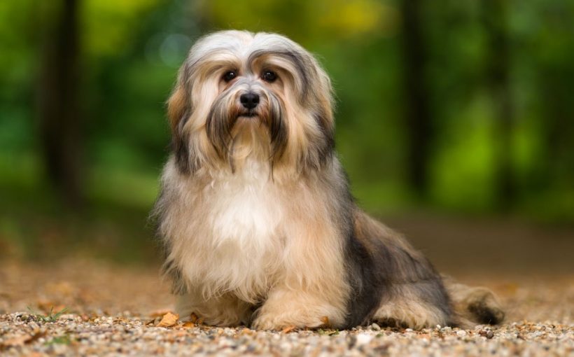 Havanese