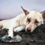 Nihayet: Hayvanları Öldürenlere 10.5 Yıla Kadar Hapis Cezası Geliyor