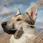 Köpeklerde Tüy Bakımı