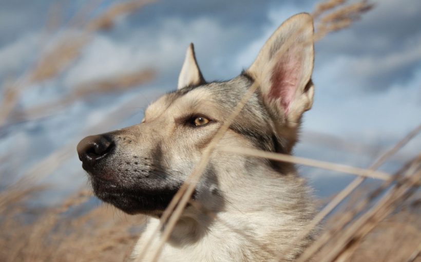 Köpeklerde Tüy Bakımı