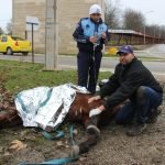 Veteriner Hekim'in Duyarlı Davranışı