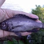 Diplotaxodon Limnothrissa