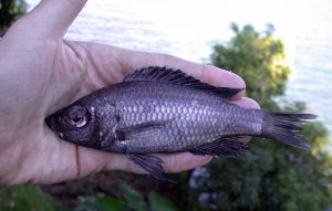 Diplotaxodon Limnothrissa