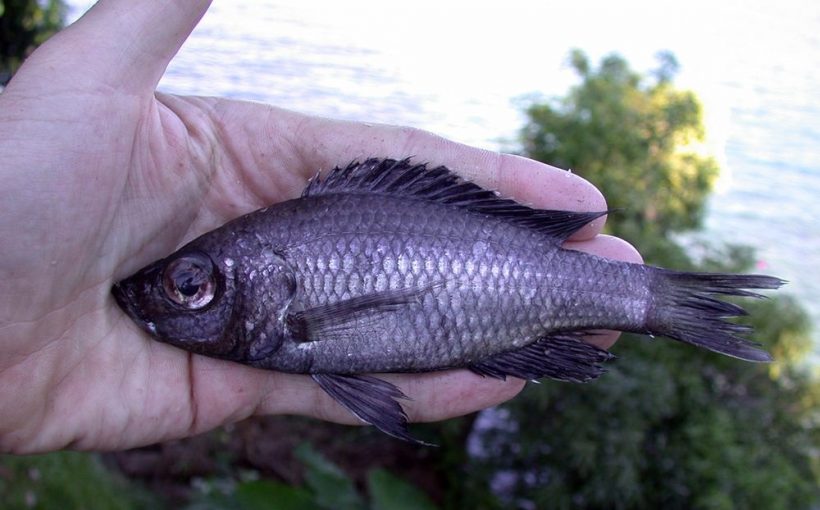 Diplotaxodon Limnothrissa