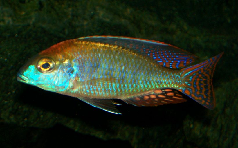 Lethrinops Lunaris