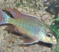 Lethrinops Marginatus Red-Fin Itungi