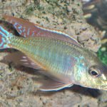 Lethrinops Marginatus Red-Fin Itungi
