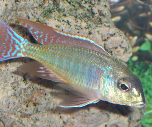 Lethrinops Marginatus Red-Fin Itungi