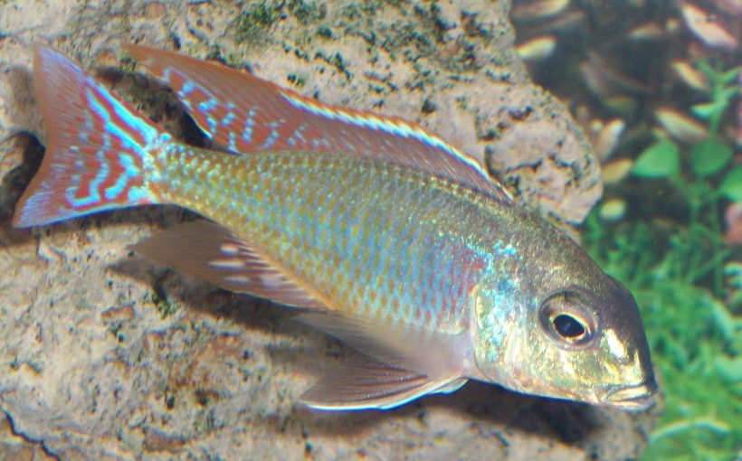 Lethrinops Marginatus Red-Fin Itungi