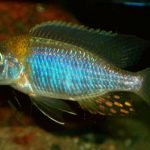 Lethrinops sp. "Deep Orange Top" (Nkhata Bay)