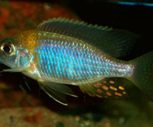 Lethrinops sp. "Deep Orange Top" (Nkhata Bay)