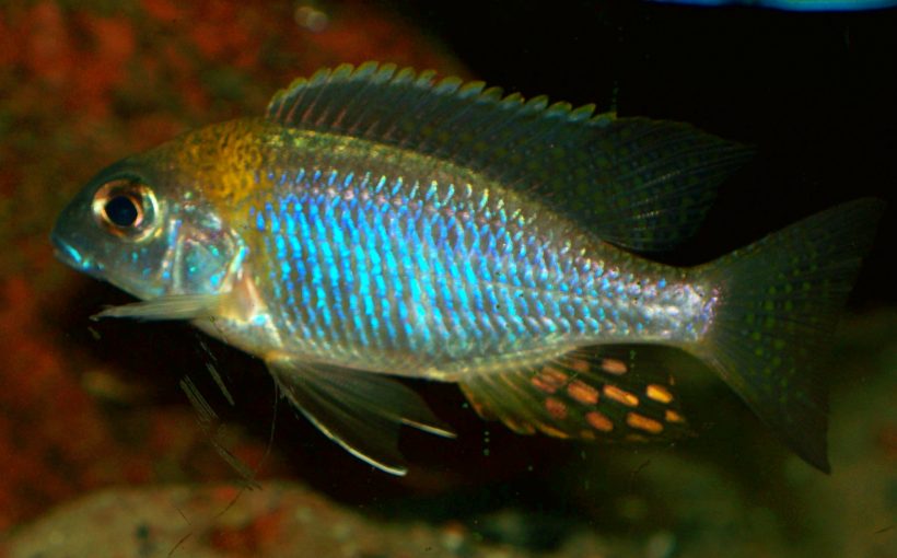 Lethrinops sp. "Deep Orange Top" (Nkhata Bay)