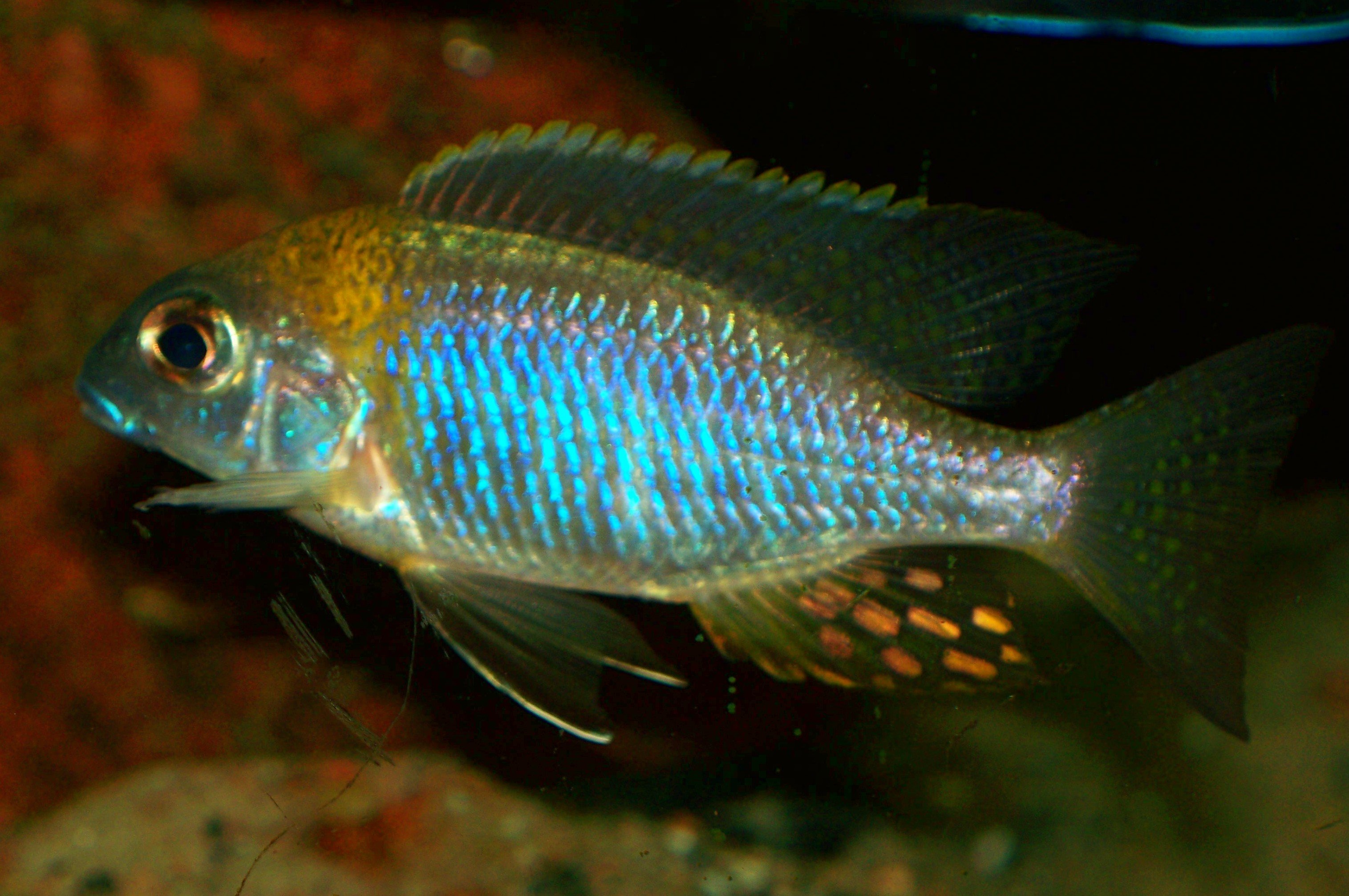 Lethrinops Sp. “Deep Orange Top” (Nkhata Bay)