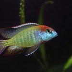 Lethrinops sp. "Red Cap"