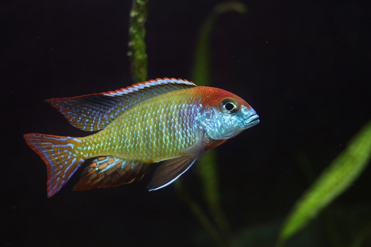 Lethrinops Sp. ”Red Cap”