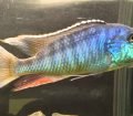 Lichnochromis Acuticeps (Malawi Gar)