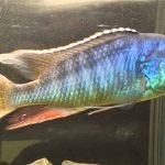 Lichnochromis Acuticeps (Malawi Gar)