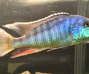 Lichnochromis Acuticeps (Malawi Gar)