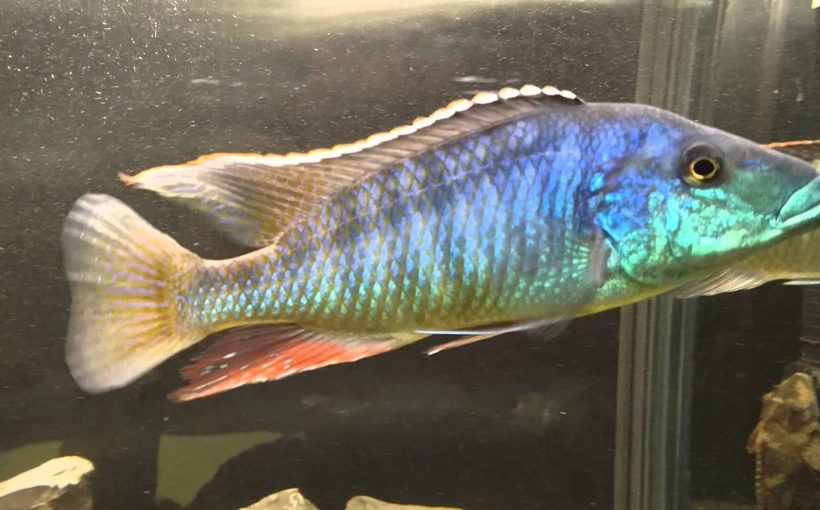 Lichnochromis Acuticeps (Malawi Gar)