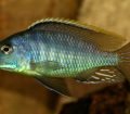 Mylochromis lateristriga