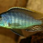 Mylochromis lateristriga