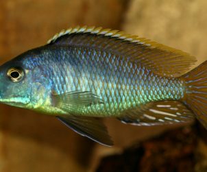 Mylochromis lateristriga