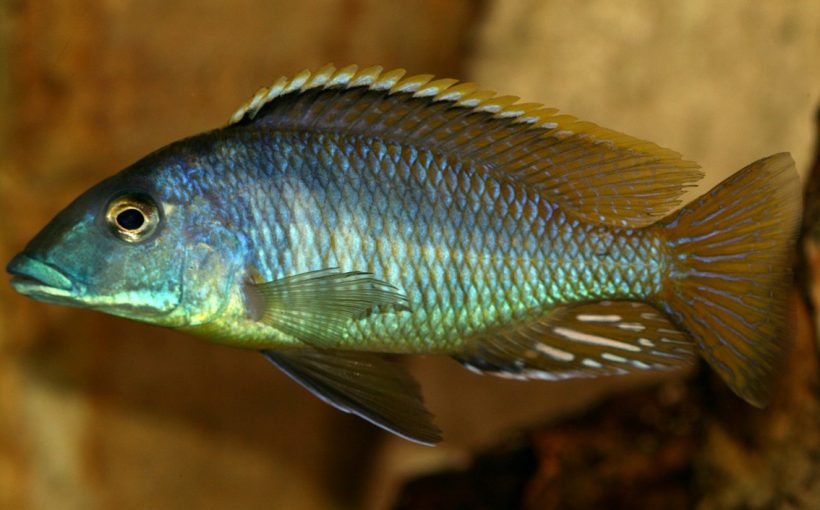 Mylochromis lateristriga