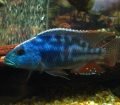 Nimbochromis Fuscotaeniatus (Fusco)