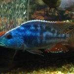 Nimbochromis Fuscotaeniatus (Fusco)