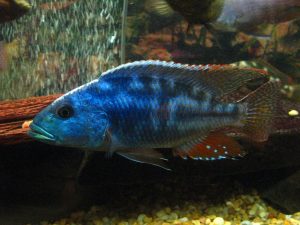Nimbochromis Fuscotaeniatus (Fusco)