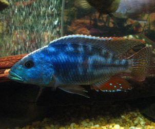 Nimbochromis Fuscotaeniatus (Fusco)