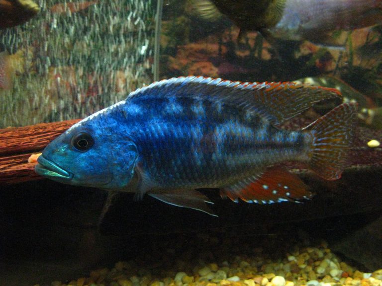 Nimbochromis Fuscotaeniatus (Fusco)